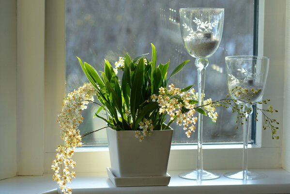 Indoor orchid in a pot