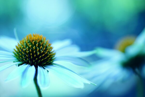 The blossoming chamomile flowers are beautiful