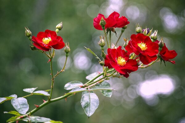 Fleurs sauvages rouge vif