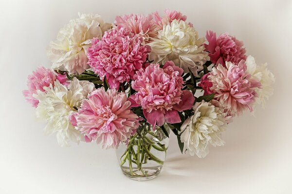 Bouquet de pivoines blanches et roses dans un vase