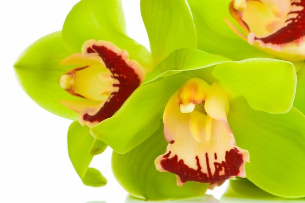 Orchidee Cymbidium in macrofotografia verde chiaro