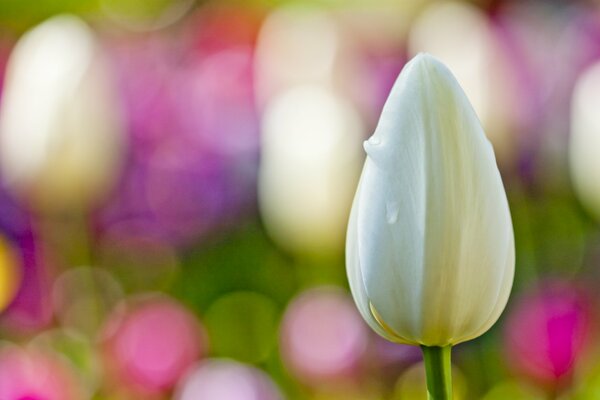 Macro shooting of a white tulip