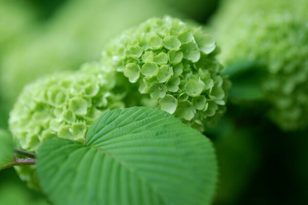 A bush of delicate green hydrangea