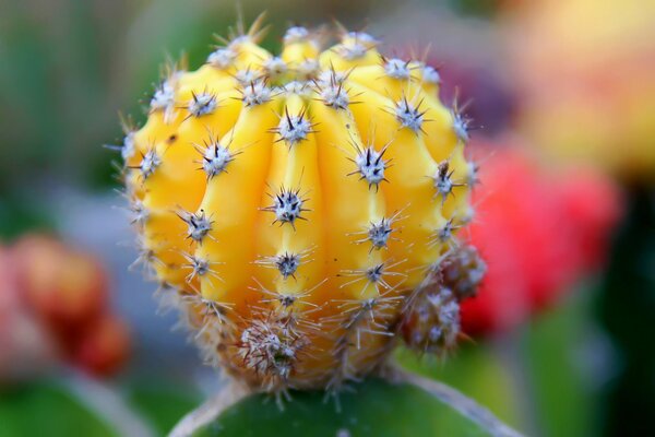 Cactus amarillo macro foto