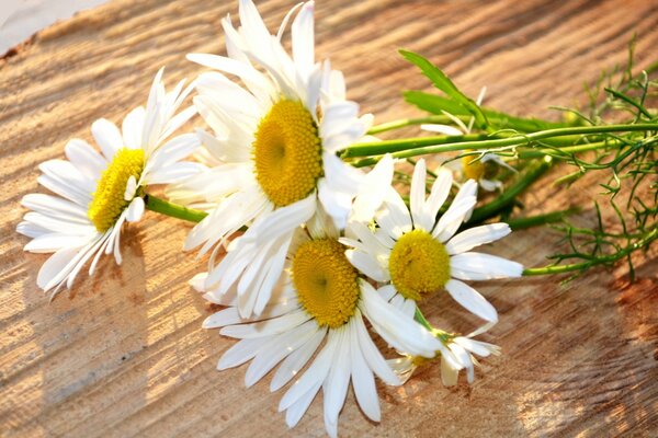 Field daisies on a large-format background