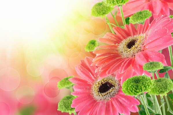 Flores Rosadas de gerbera con gotas en pétalos