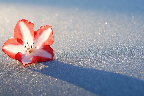 The contrast of the brilliance of snow and the beauty of azalea