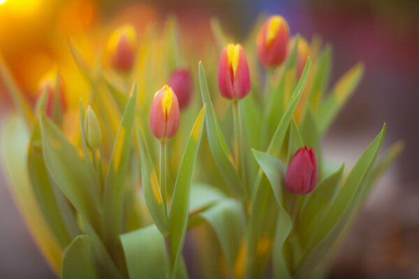 Ramo de flores de tulipán amarillo-rosa