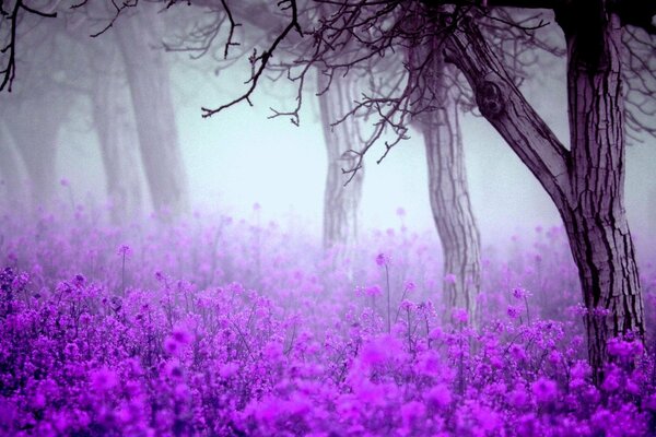 Bosque de primavera en la niebla púrpura