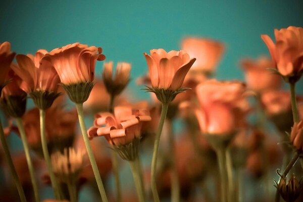 Fleurs grand format en orange