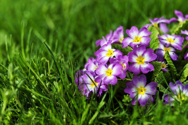 Blumenstrauß aus Primelkerzen