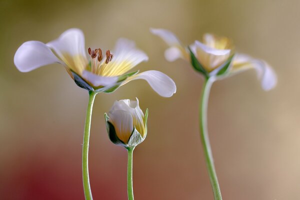 En el fondo destacan las flores blancas