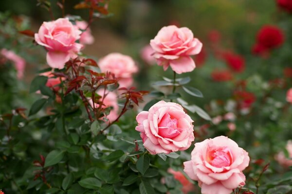 Pale pink rosebuds on a green bush