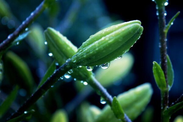 Unopened flower buds with dew drops