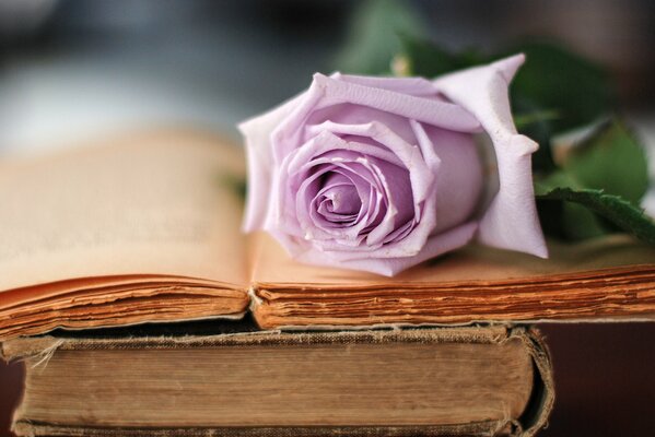 Eine zarte blassviolette Rose liegt auf einem geöffneten alten Buch