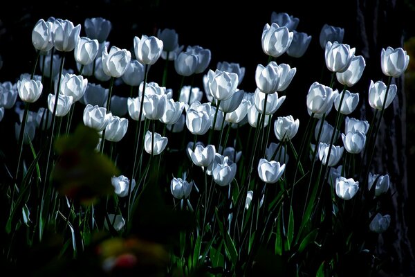 Tulipanes blancos en la luz de la Luna