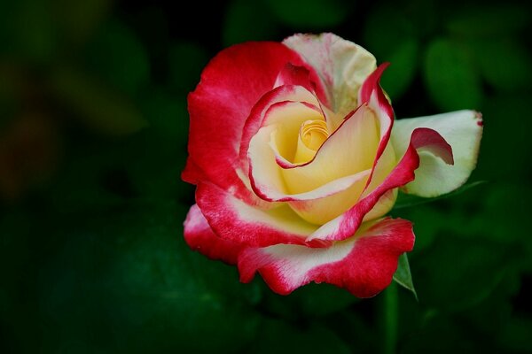 Bocciolo di rosa petali di fiori