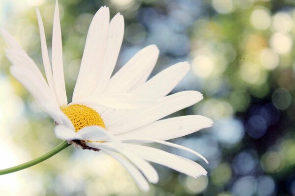 Big chamomile under the rays of the sun