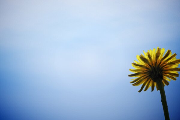 Dandelion against the sky