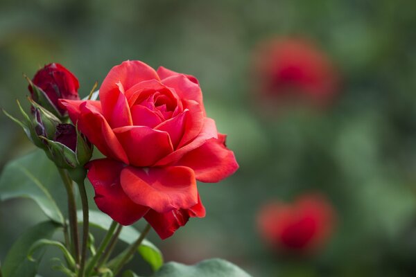 Frais merveilleux rose rouge