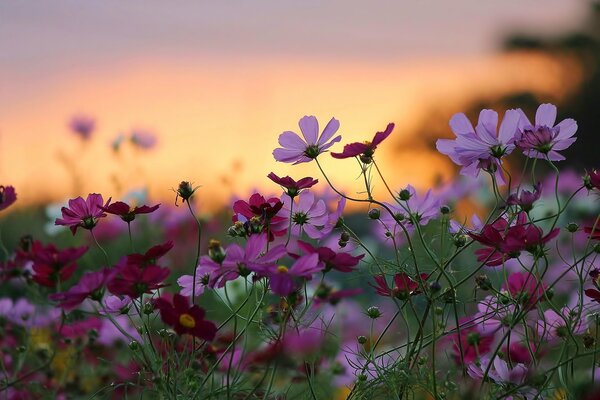 Schöne Natur bei Sonnenuntergang