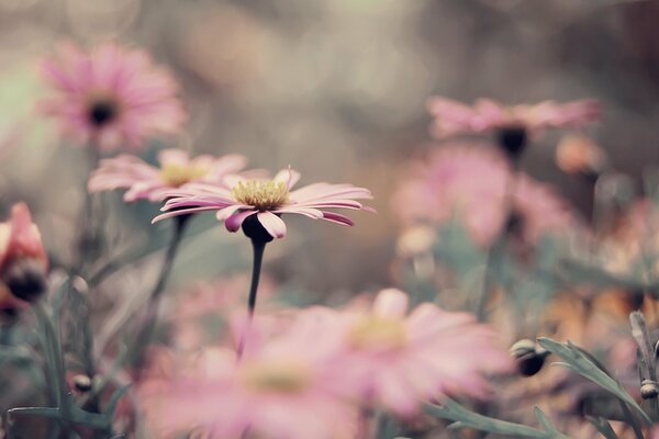 Viele rosa Chrysanthemen im Blumenbeet