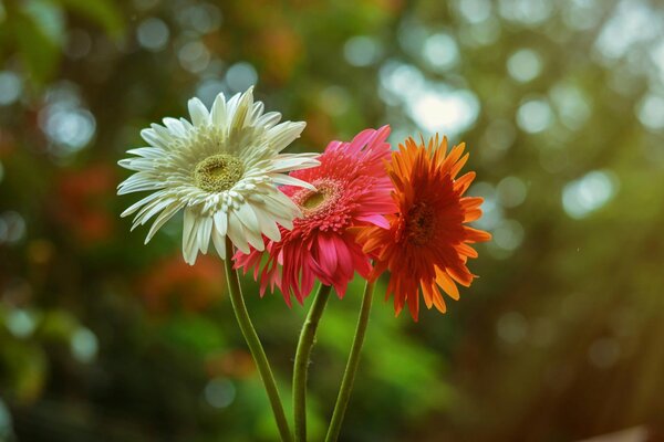 Drei Gerberas in verschiedenen Farben