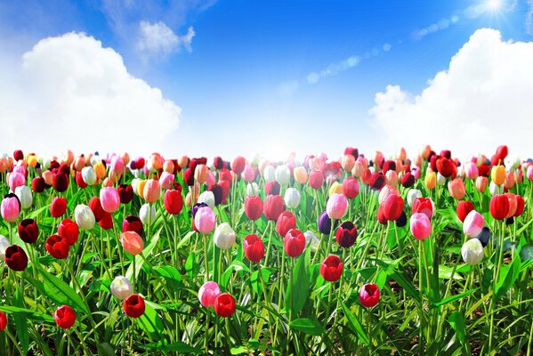 Tulipanes multicolores. Cielo azul, nubes