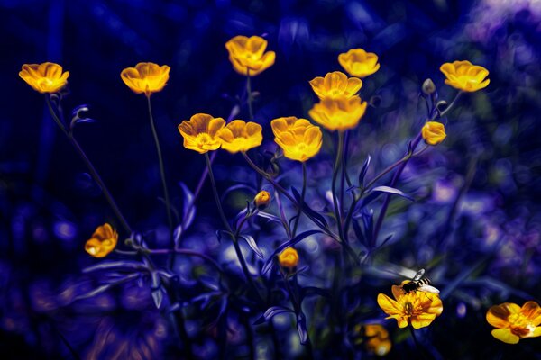 Very beautiful glowing buttercups