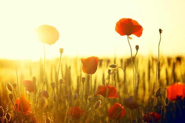 Rote Mohnblumen auf Sonnenuntergang Hintergrund