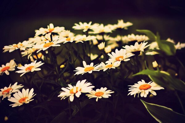 Big daisies in the field are drawn to the light