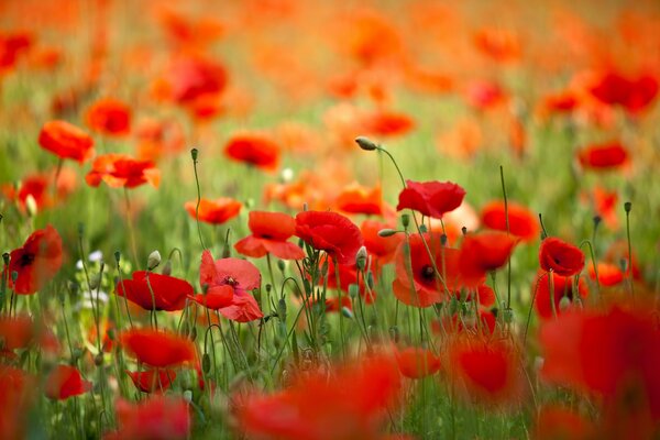 Campo de primavera con amapolas en flor