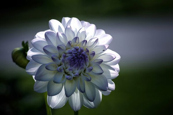 Dahlia photographed on macro shooting