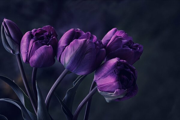 Bouquet of purple tulips