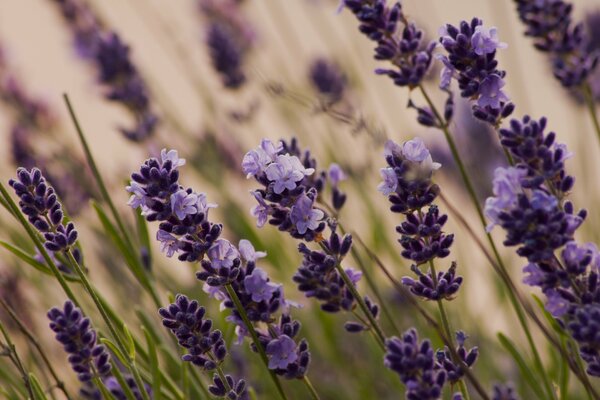 Lavender grows in a green meadow