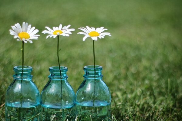 Marguerites dans des pots au milieu d une Prairie verte