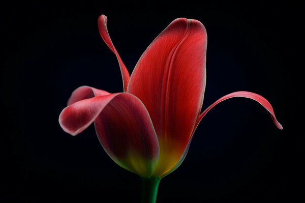 Rote Tulpe auf schwarzem Hintergrund