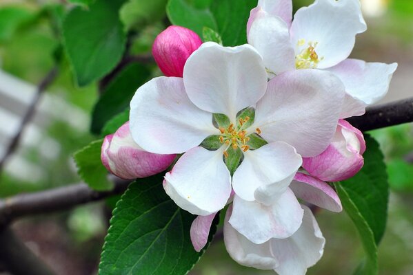 Foto de una hermosa flor blanca