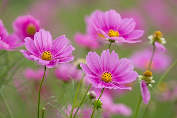 Cosmea rosa provoca tenerezza