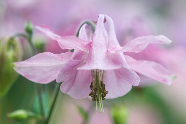 La flor de Aquilegia es inusualmente rosa