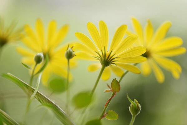 I fiori gialli sbocciano dai raggi del sole in una meravigliosa giornata estiva