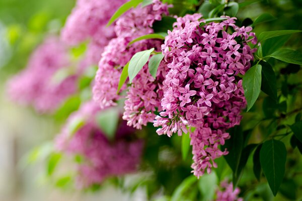 Frühlingsblüte Flieder Fokus