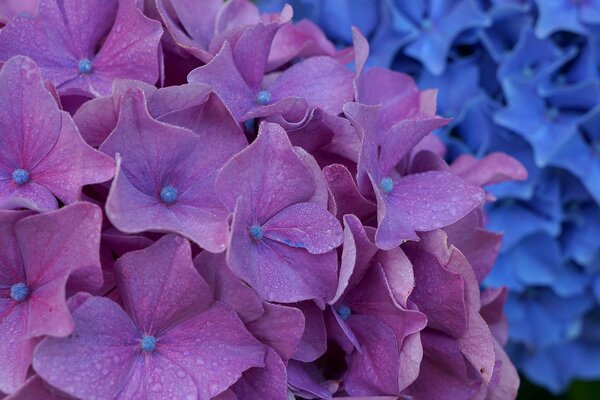 Inflorescencia de Hortensia de color púrpura