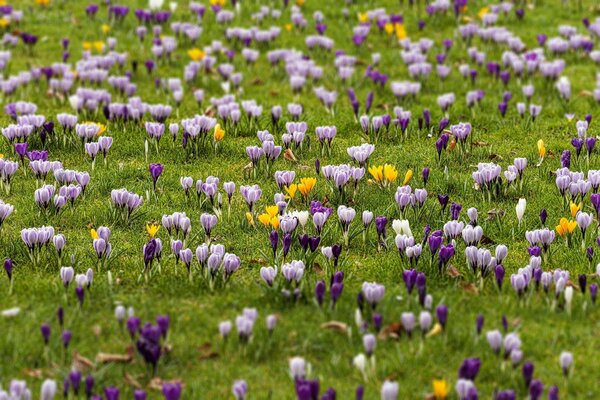 Primavera radura di fiori favolosi