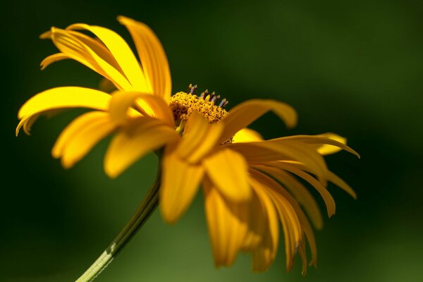 Sobre un fondo verde, una flor con pétalos amarillos