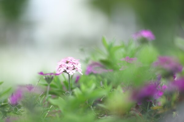 Spring greenery of nature in macro focus