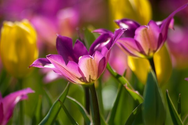 Blooming purple tulips on a blurry background