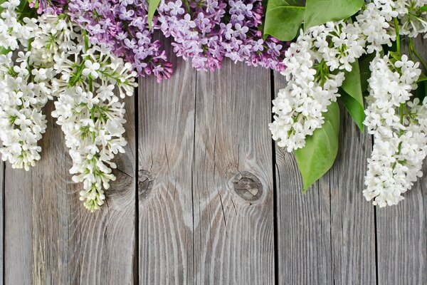 Lilac on the background of a wooden board