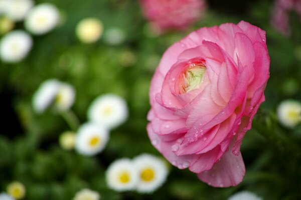 Pink flower. Buttercup. Daisies