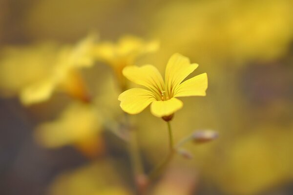 Fiori di campo gialli su sfondo sfocato